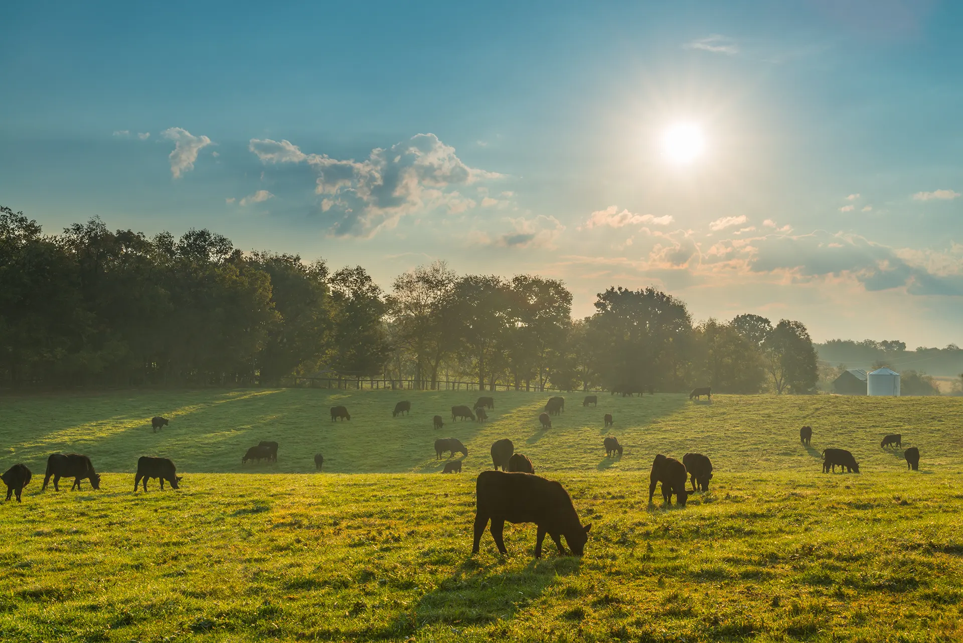 vacas pastando en campo de verdes pasturas